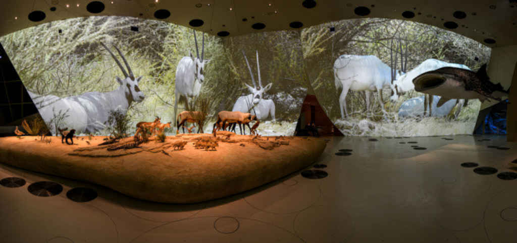 Large-scale immersive gallery projection at the National Museum of Qatar